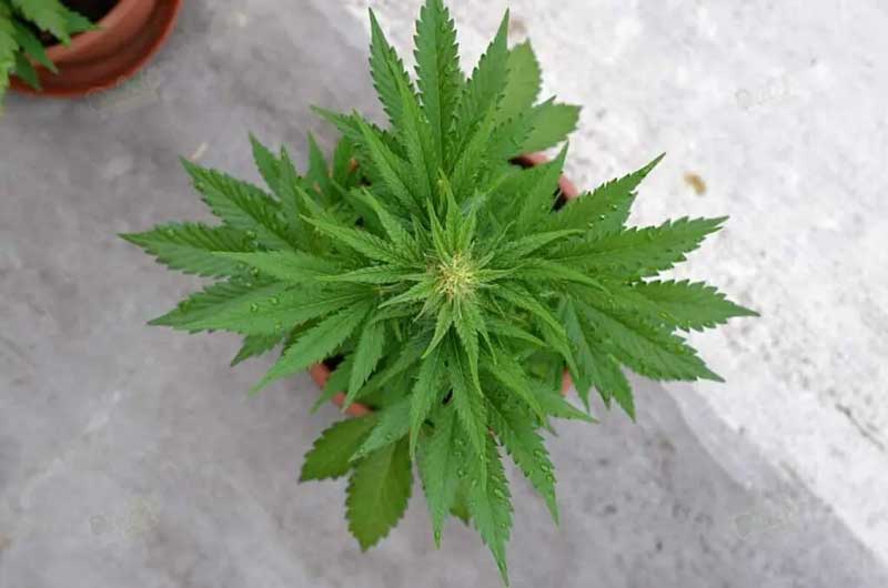 Seeds Origin: Cannabis Ruderalis