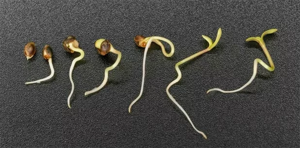 How to Germinate Female Cannabis Seed