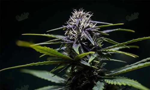 Marijuana Seeds