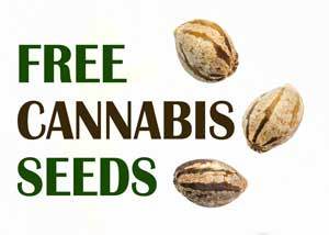 Our Special Offer: 5 Free Seeds for Every $100 Spent