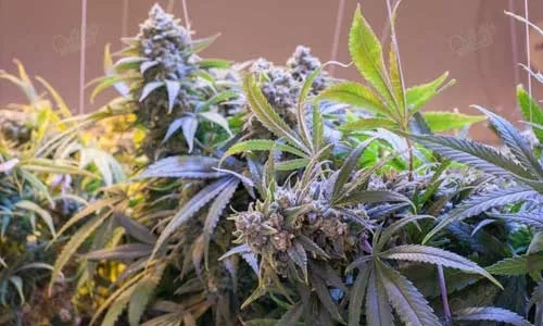 Purple Haze