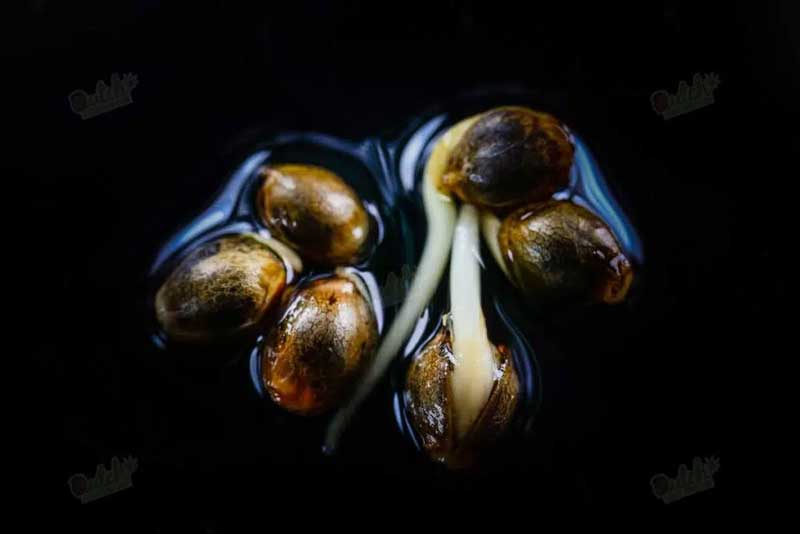 Germinate: Easy Sprouting Seeds