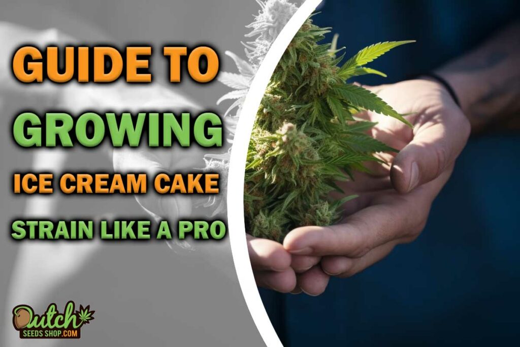 Guide to Growing Ice Cream Cake Strain Like a Pro