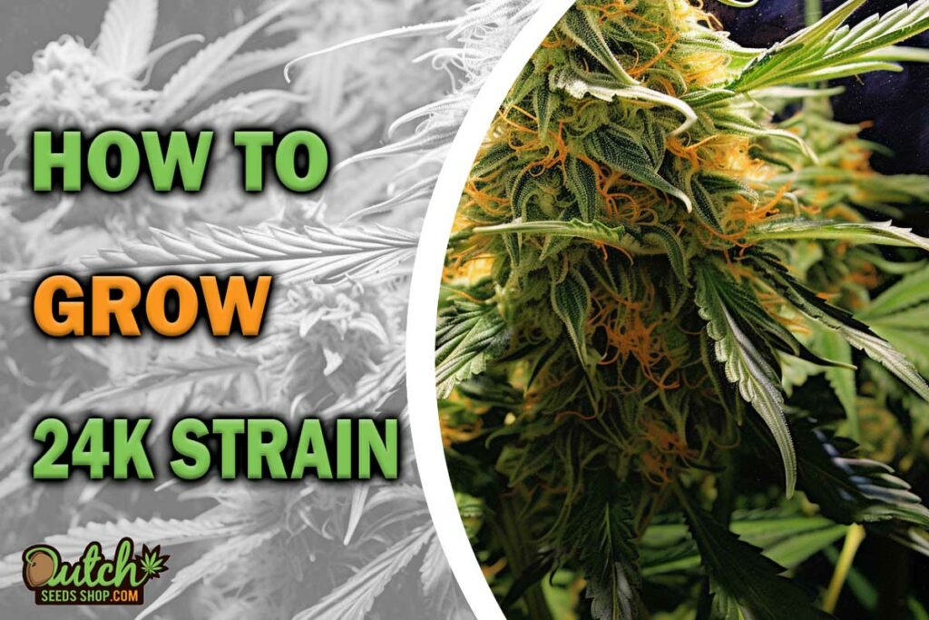 HOW TO GROW 24k gold strain