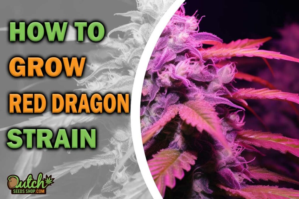 HOW TO GROW RED DRAGON