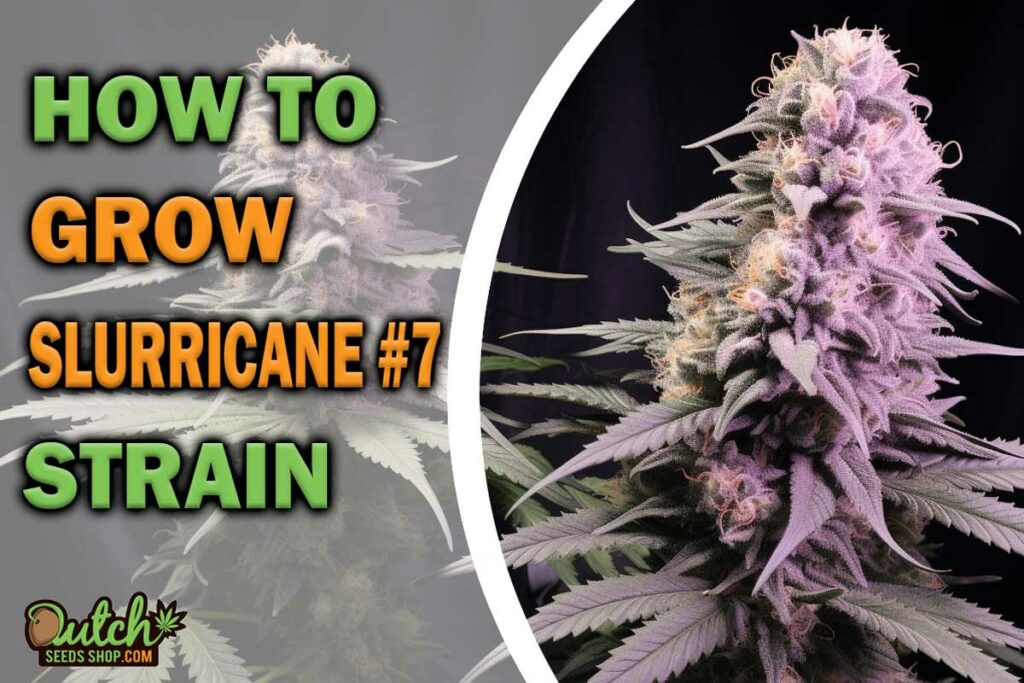 HOW TO GROW SLURRICANE #7 STRAIN