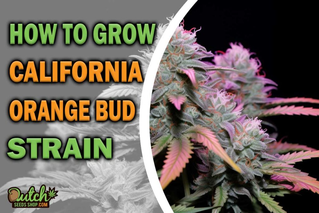 california orange bud STRAIN