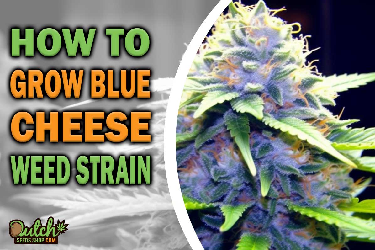 How to Grow Blue Cheese Strain DSS