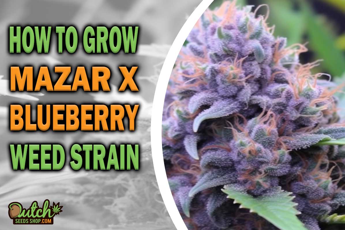 How to Grow Mazar x Blueberry Strain - DSS