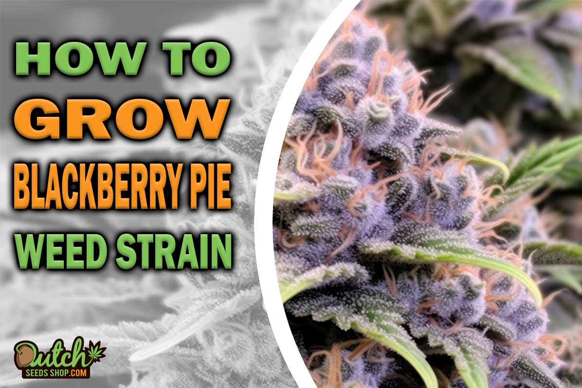 How to Grow Blackberry Pie Strain DSS