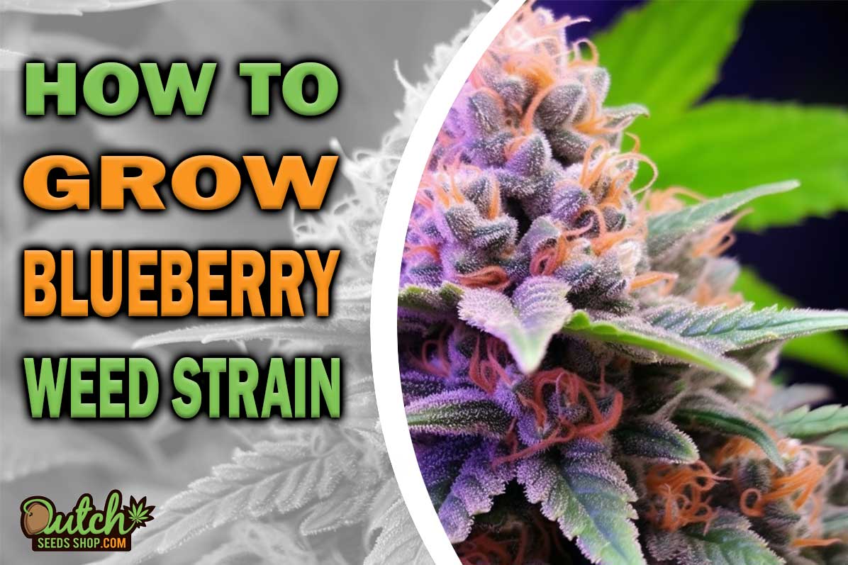 How to Grow Blueberry Strain DSS