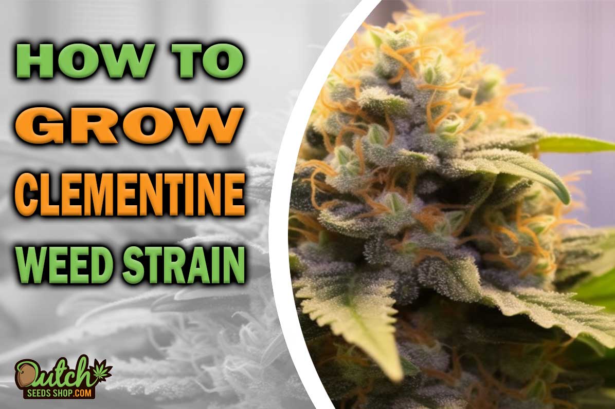 How to Grow Clementine Strain DSS
