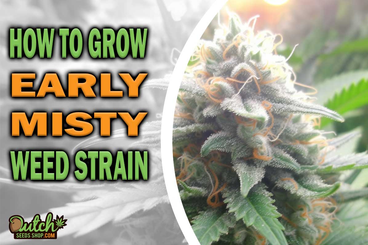 How To Grow Early Misty Strain - DSS