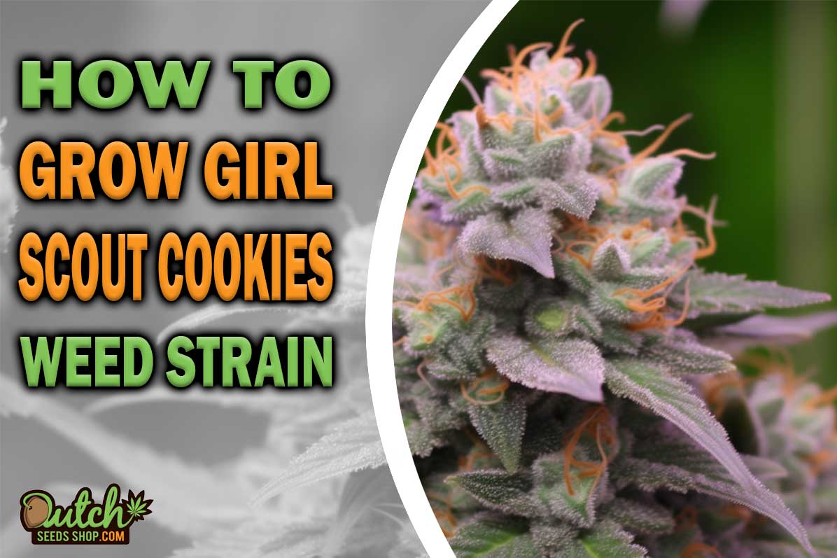 How to Grow Girl Scout Cookies Strain DSS
