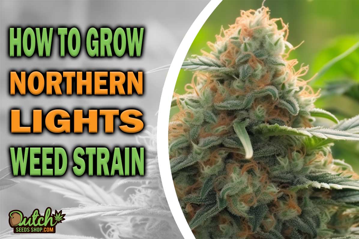 How to Grow Northern Lights Strain DSS