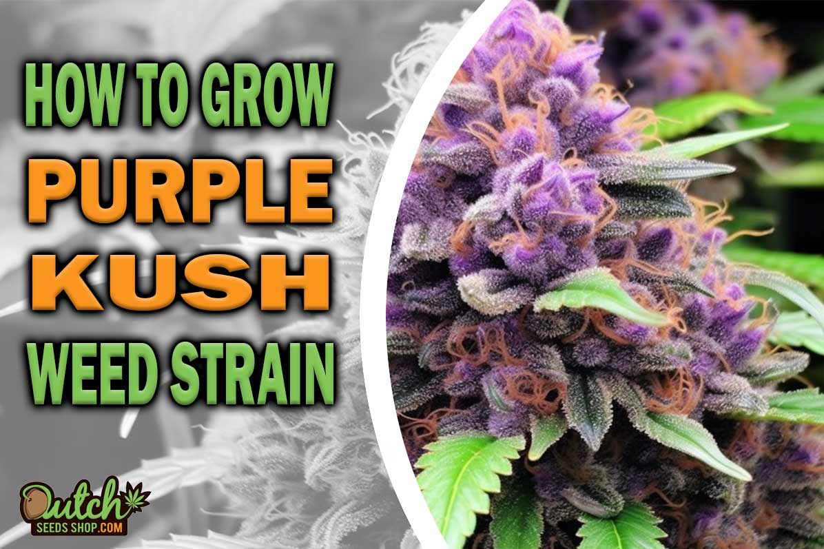 How to Grow Purple Kush Strain
