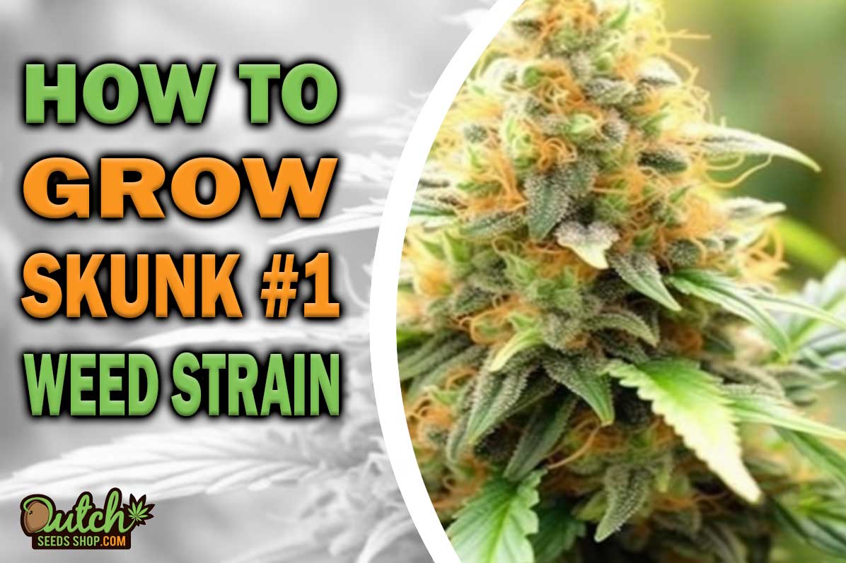 How to Grow Skunk #1 Strain - DSS