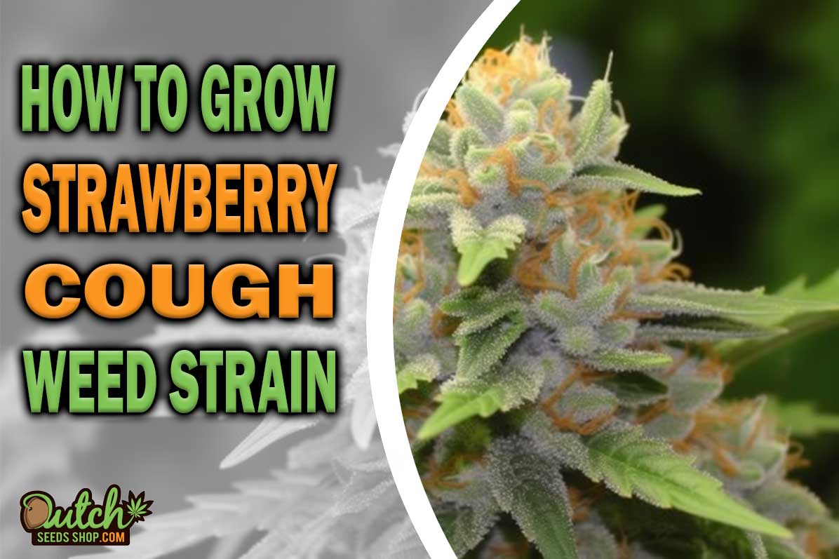 How to Grow Strawberry Cough Strain DSS
