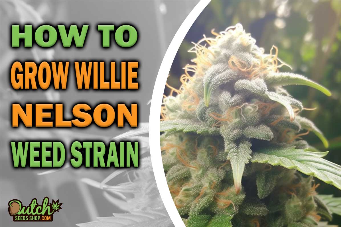 How To Grow Willie Nelson Strain - DSS