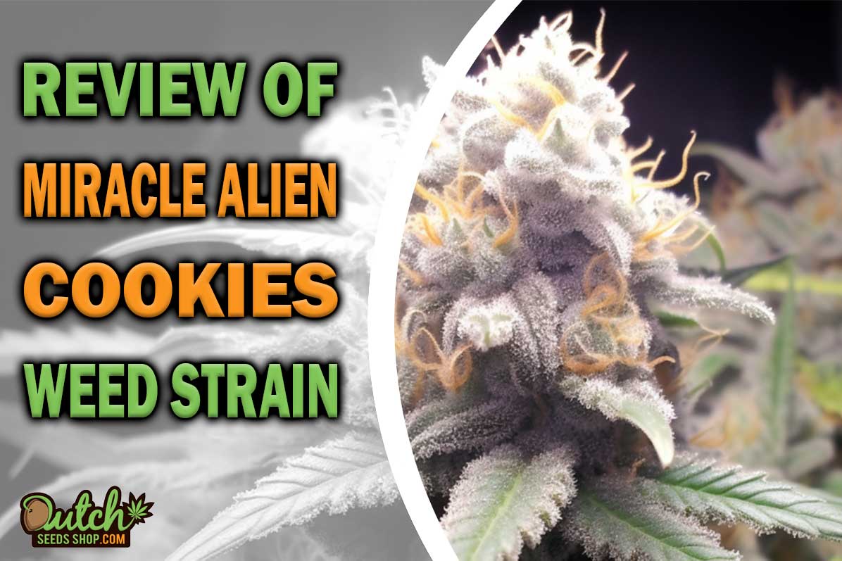 Miracle Alien Cookies Marijuana Strain Info and Review DSS