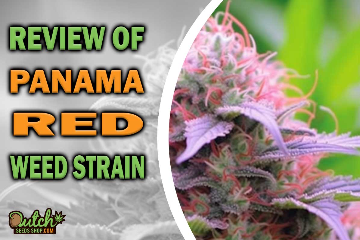 Panama Red Marijuana Strain Information and Review DSS
