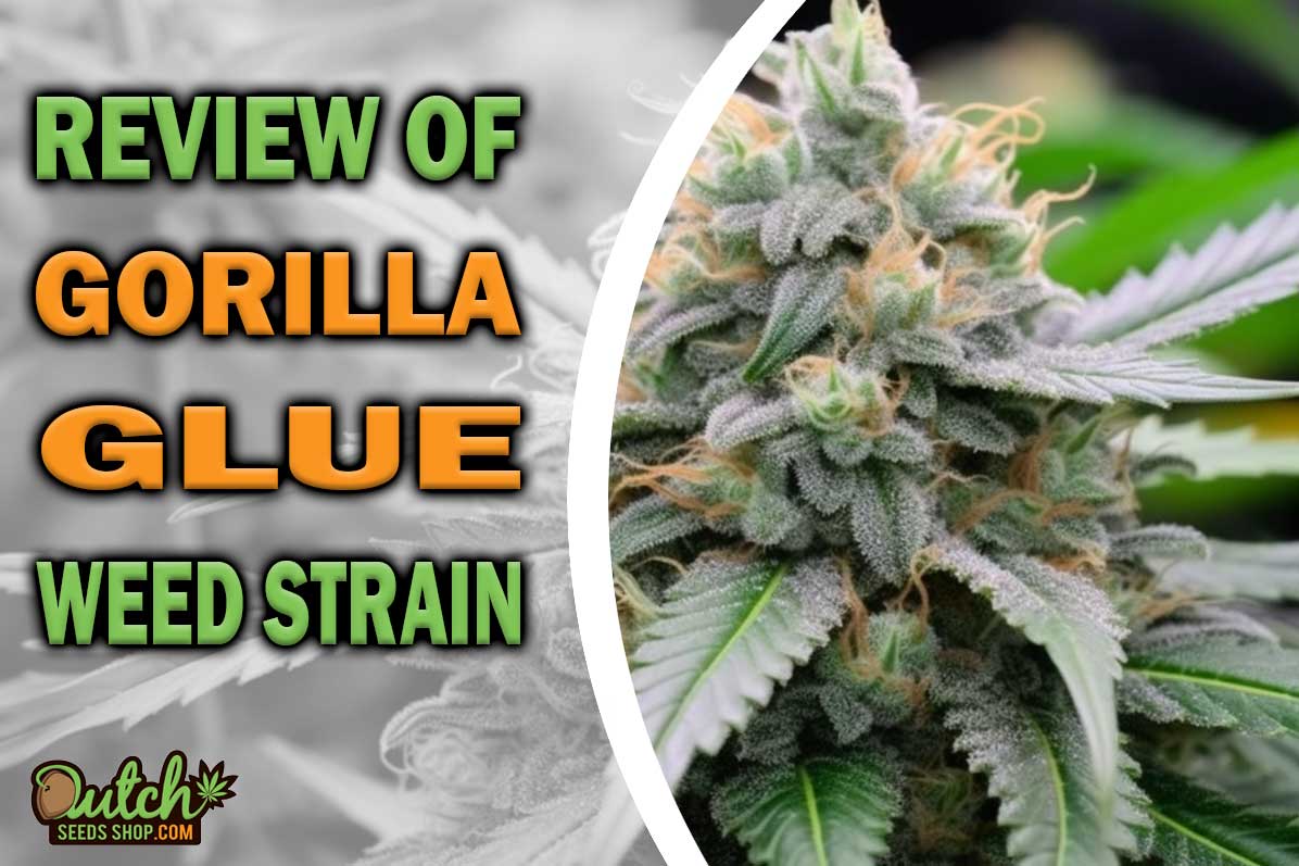 Gorilla Glue Marijuana Strain Information And Review - DSS