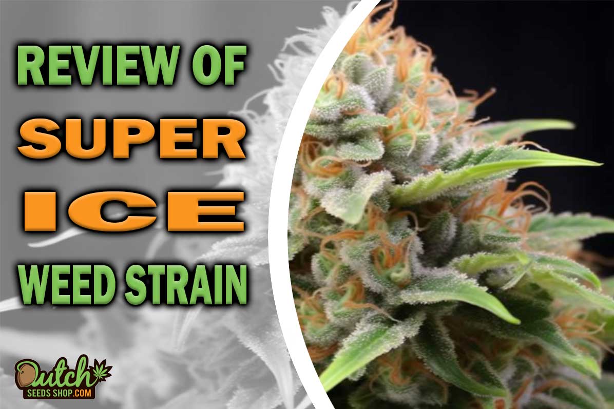 Super Ice Marijuana Strain Information and Review - DSS